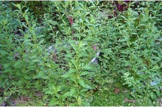 �����ݵĹ�Ч�����ü�ҩ�ü�ֵ