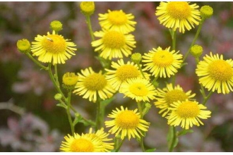 ���������������������� ��������ʳ�÷���