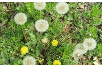 ɱ����ϸ����ݵ�Ұ�� ˵˵��ЩҰ����ɱ����ϸ