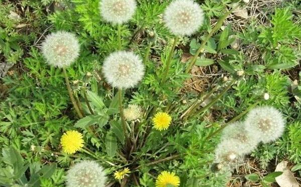 ɱ����ϸ����ݵ�Ұ�� ˵˵��ЩҰ����ɱ����ϸ��