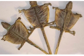 ���Ĺ�Ч�����ü�ҩ�ü�ֵ