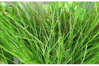 �����ĲݵĹ�Ч������