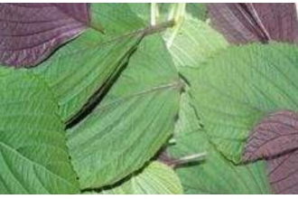 ����Ҷ������Ҷ������