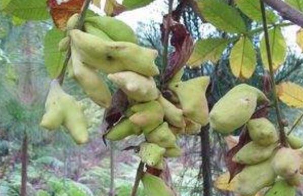 �屶�ӵĹ�Ч������ �屶�ӵ�ҩ�ü�ֵ
