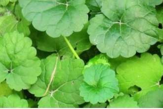 ��Ǯ�ݵĹ�Ч������ ��Ǯ����ô�Ժ�