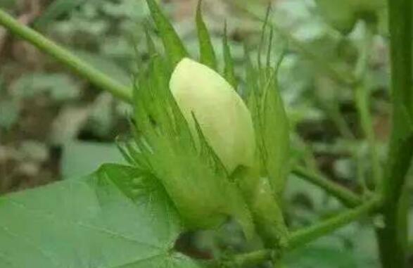 ˮ�޻��Ĺ�Ч������ ˮ�޻���ҩ�ü�ֵ