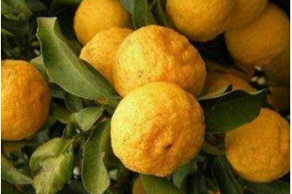 �����ڵĹ�Ч�����ü�ҩ�ü�ֵ