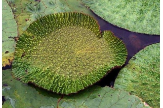 ʵôó ʵʳ