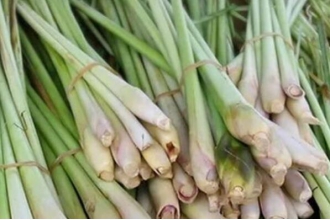 ��é���Ĺ�Ч������ ��é���Ľ���