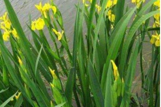 ʯ���ѵĹ�Ч������ ʯ���ѵ�ҩ�ü�ֵ