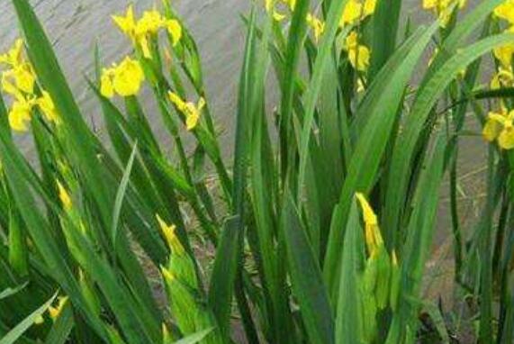 ʯ���ѵĹ�Ч������ ʯ���ѵ�ҩ�ü�ֵ