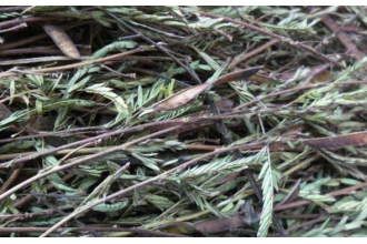 ˮ���ǵĹ�Ч������ ˮ���ǵĸ����������