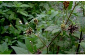 ����ݵĹ�Ч�����ü�ʳ�÷���