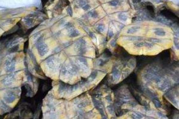 ��׵Ĺ�Ч�����ü�ʳ�÷���