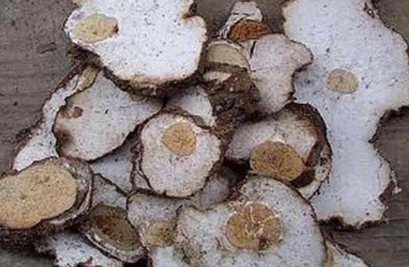 ����ľ�Ĺ�Ч������ ����ľ��ҩ�ü�ֵ