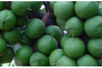 �������Ĺ�Ч������ �������ĸ�����
