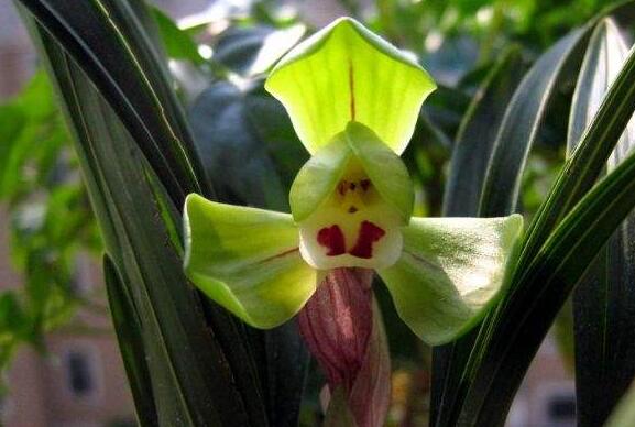 ǧ�𻨵Ĺ�Ч������ ǧ�𻨵Ľ���