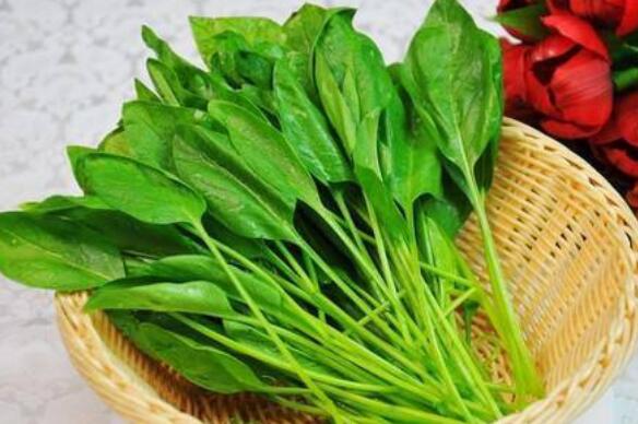 菠菜头的功效与作用