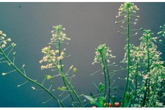 ���˻��Ĺ�Ч����������Щ