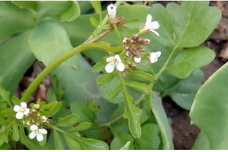 ���˻��Ĺ�Ч������ ���˻��ĸ�����