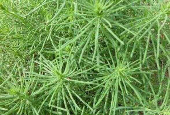 黄须菜的功效与禁忌 黄须菜什么人不能吃