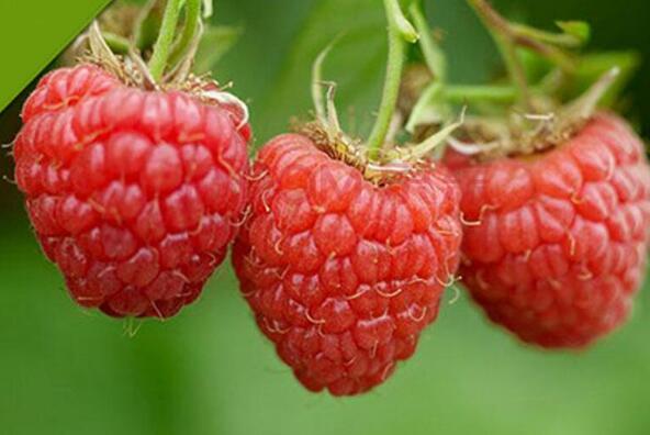 ��ݮ�Ĺ�Ч�����ý���