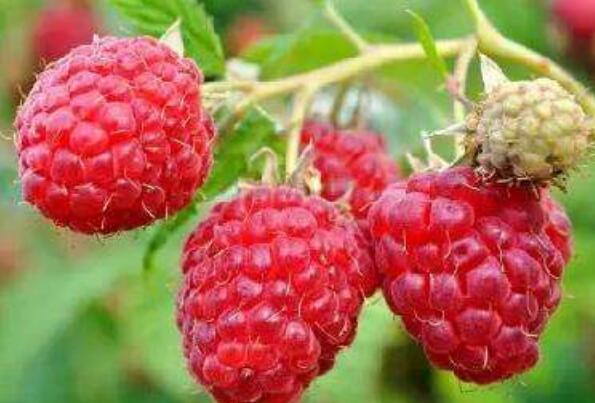 ��ҩ�����ӵĹ�Ч������