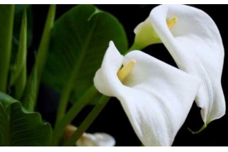 �����������ֳ ����������ֳ������ע������