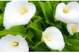 �����ֲ������ ����������ֲ������ʱ��