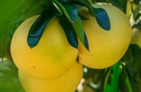 ��������ʲô�ô� �����ӵĺô��빦Ч
