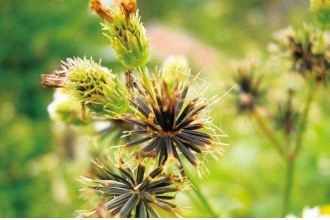 ��Щ�˲����ԳԹ���� ����ݵĸ����������