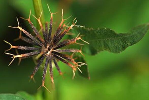 ��Щ�˲����ԳԹ���� ����ݵĸ����������