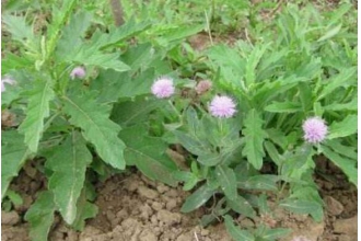 ��̼�ĳԷ� ��̼�����Ʒ���