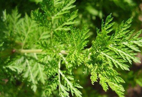 ������Ĺ�Ч������