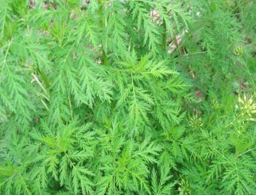 ϸҶ����Ĺ�Ч������