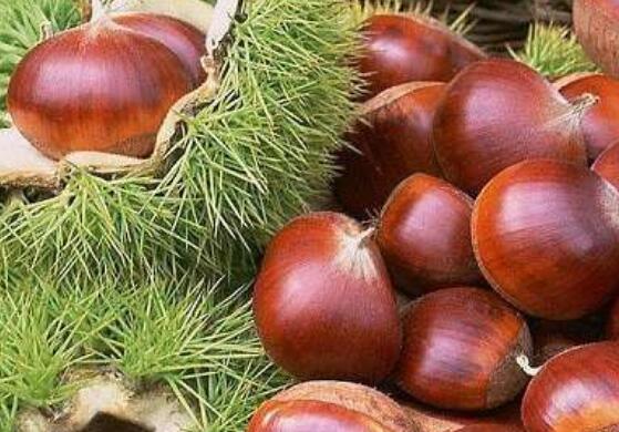 ����Ƥ��ҩ�ü�ֵ��������