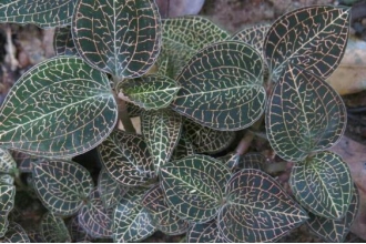 �������Ĺ�Ч������ �������Ľ���