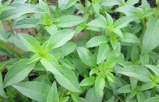 ���氾����ʲô���� �����ݲ�ϴʲô����