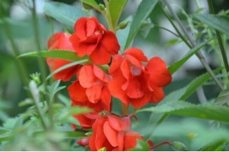 ָ�׻��Ĺ�Ч������ ָ�׻��ĸ�����