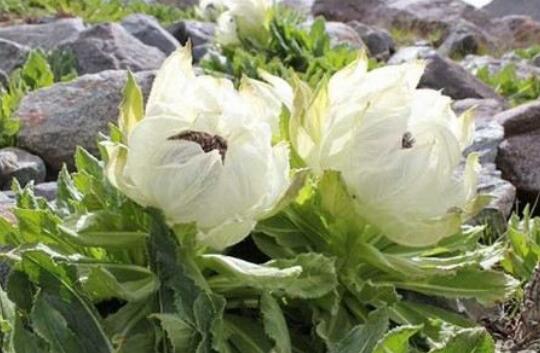 ��ѩ����ѩ���������� ѩ�����Ĺ�Ч