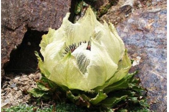 ��ѩ������ˮ���� �Բ�ѩ����ʲô����