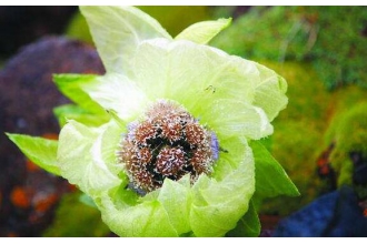 ��ѩ���Ĺ�Ч������ ��ѩ����ʳ�÷���