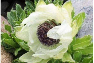 �ຣѩ�����������빦Ч �ຣѩ��������;