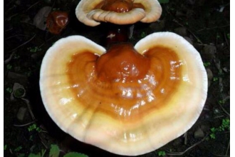 ����֥�Ĺ�Ч������ ����֥����