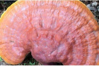 ����֥�ͺ���֥������