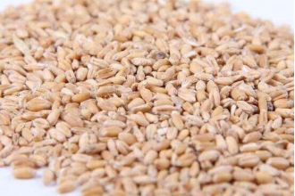 ��С��Ĺ�Ч�����ü�ҩ�ü�ֵ