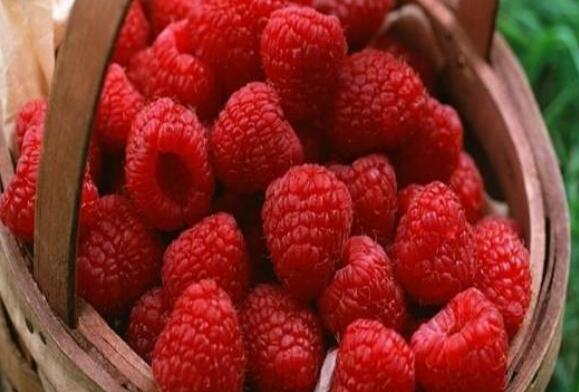 ����ݮ����ݮ�к����� �Ժ���ݮ�ĺô�