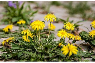 ���Ŷ�����ˮ�ȵĹ�Ч������