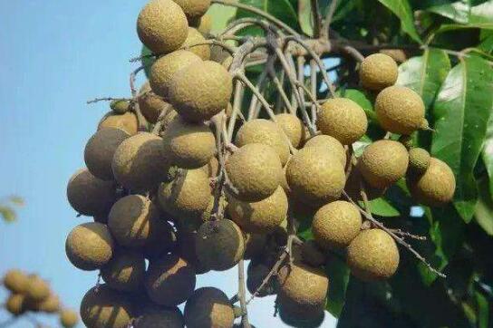 ��ԲƤ�Ĺ�Ч�����ü�ʳ�÷���