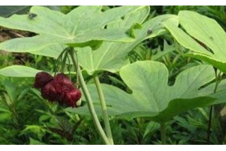 �˽����Ĺ�Ч������ �˽����Ŀ�������